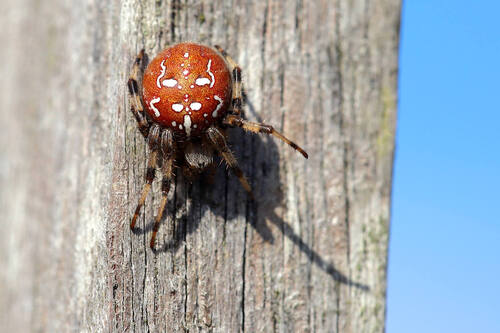 Four-spot Orbweaver