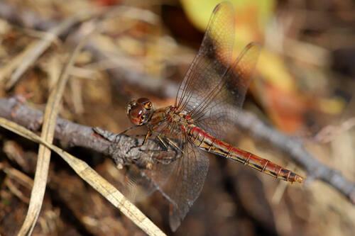 Vagrant Darter