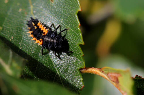 Asian Lady Beetle