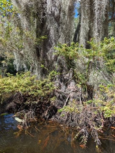 cypressknee sedge