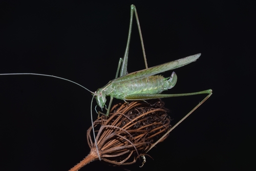 Lily Bush-cricket
