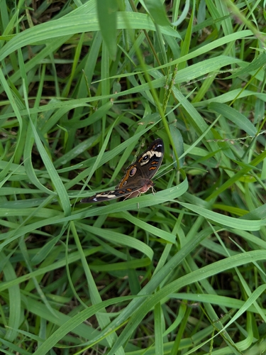 Common Buckeye