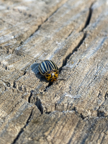 Colorado Potato Beetle