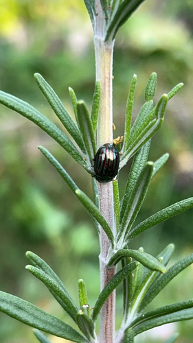 Rosemary Beetle