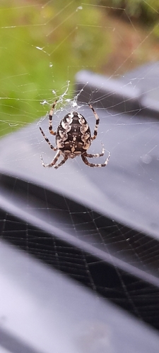 Cross Orbweaver