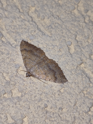 Yellow Shell Moth