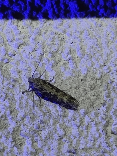 beet moth