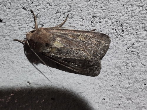 Square-spot Rustic