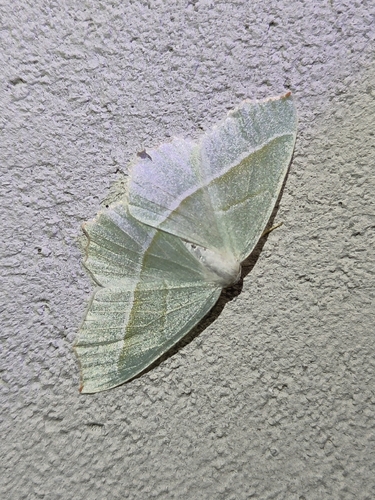 Light Emerald
