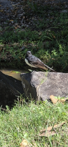Willie Wagtail