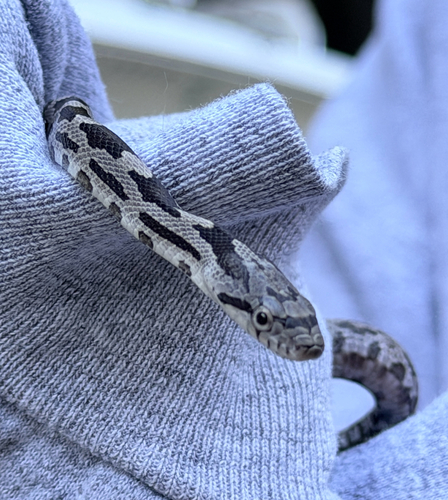 Central Ratsnake