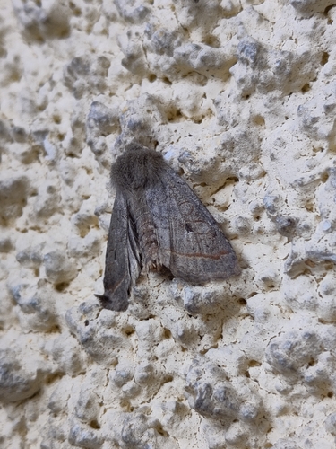 Red-line Quaker