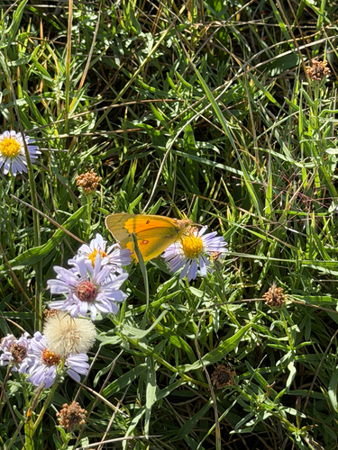 Orange Sulphur