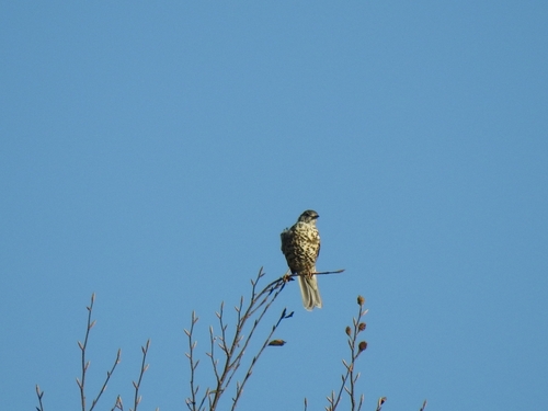 Mistle Thrush