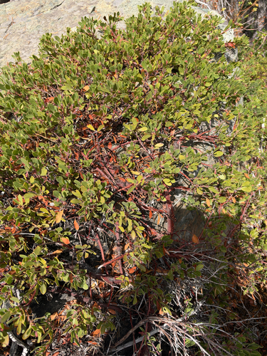 Pinemat Manzanita