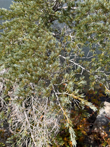 mountain hemlock
