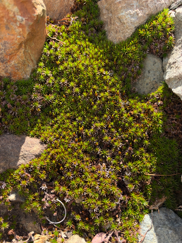 juniper haircap moss