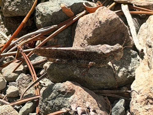 Crackling Forest Grasshopper