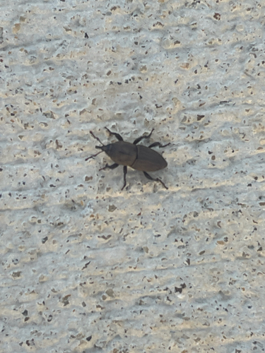 Sphenophorus coesifrons