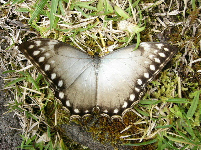 Stub-tailed Morpho (Morpho theseus) · iNaturalist