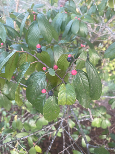 Carolina buckthorn