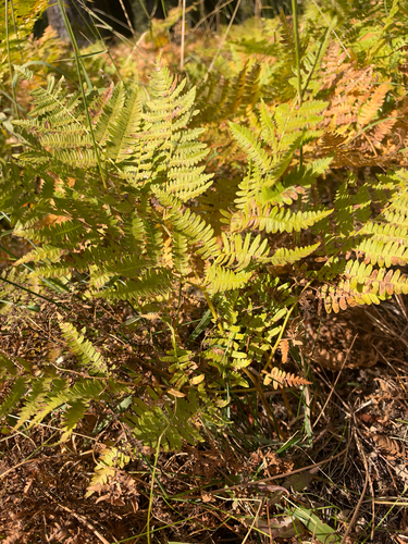 Hairy brackenfern