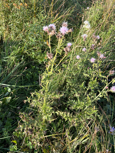 creeping thistle