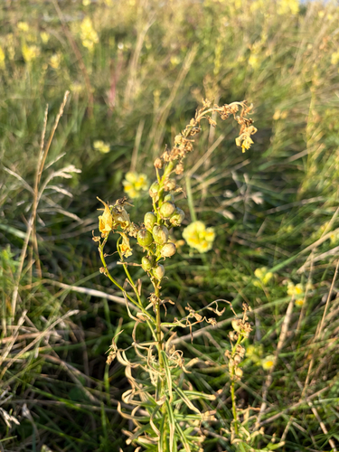 common toadflax