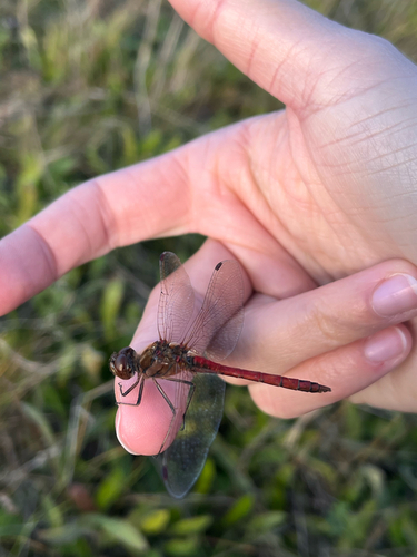 Vagrant Darter