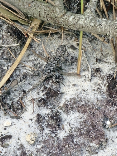 Eastern Fence Lizard