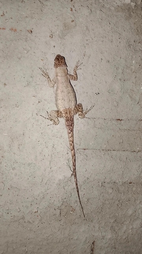 Peters' Lava Lizard