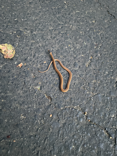Red-bellied Snake