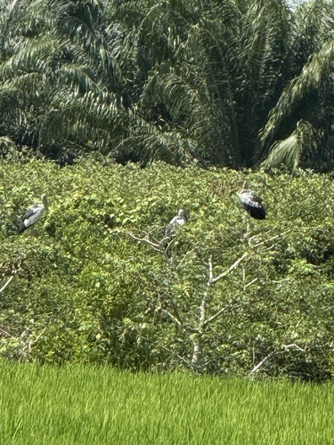 Asian Openbill