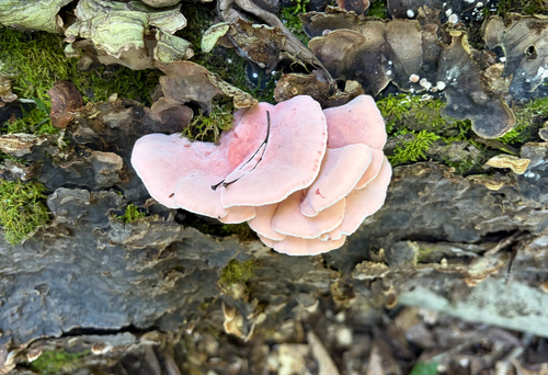 Coral-pink Merulius