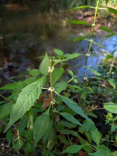 taperleaf waterhorehound