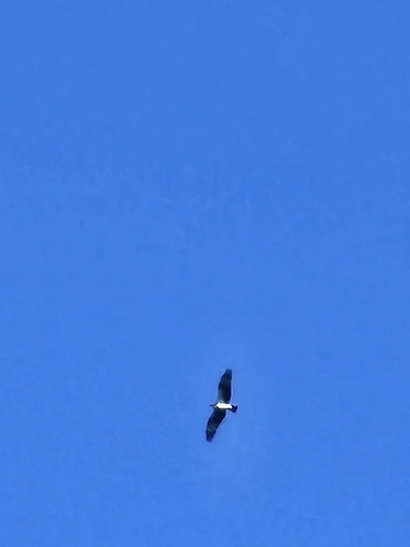 Black Baza