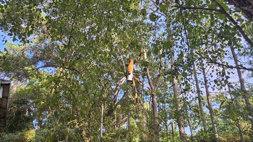 Golden Silk Spider