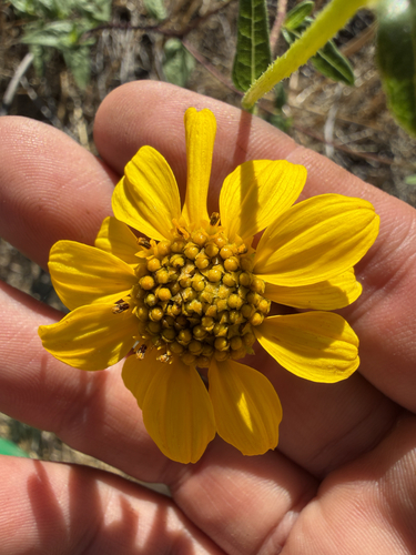 slender sunflower