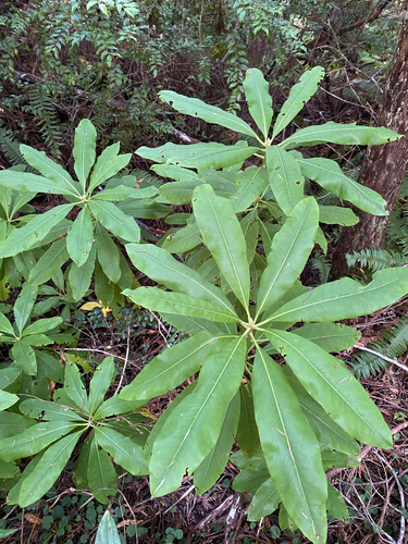 Pacific rhododendron
