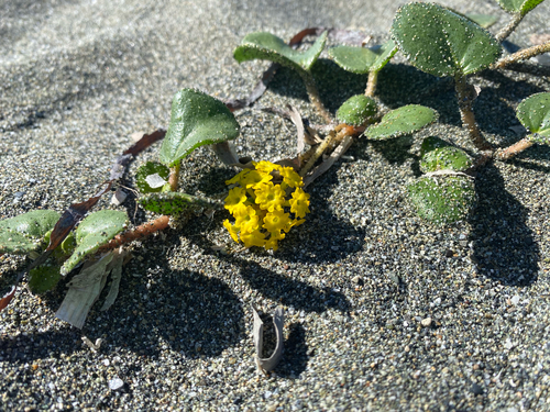 Yellow Sand Verbena