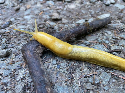 Pacific Banana Slug