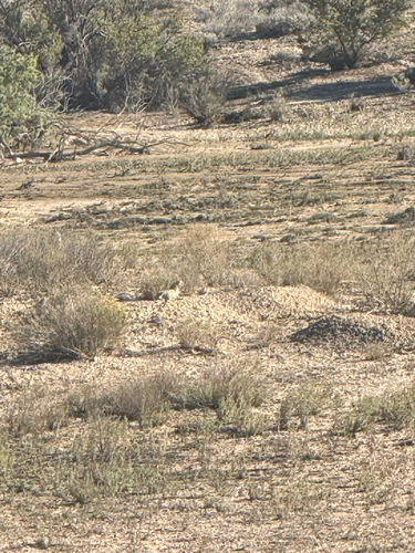 White-tailed Prairie Dog observed by eddie_ebright