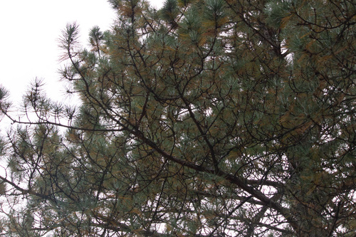eastern white pine