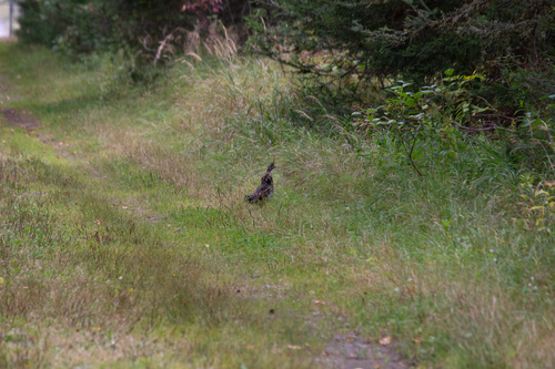 Ruffed Grouse