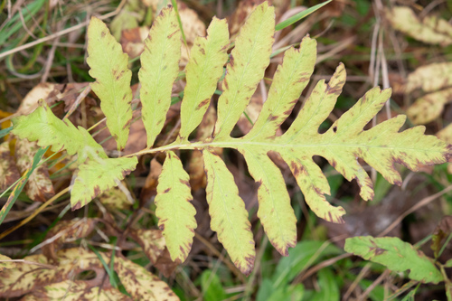 sensitive fern