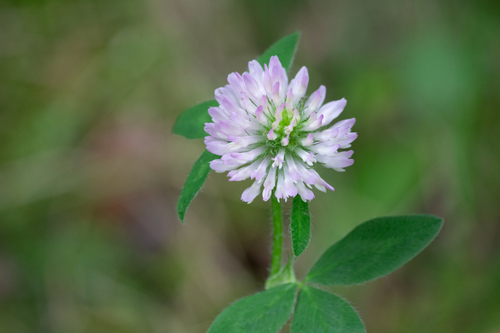 Red Clover