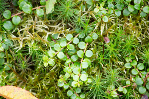 creeping snowberry
