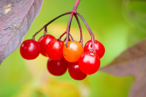 guelder-rose