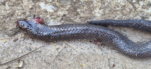Atractus pantostictus