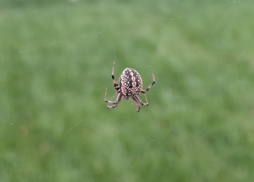 Western Spotted Orbweaver